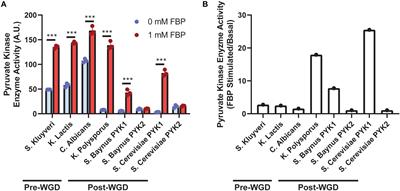 Impact of the Whole Genome Duplication Event on PYK Activity and Effects of a PYK1 Mutation on Metabolism in S. cerevisiae